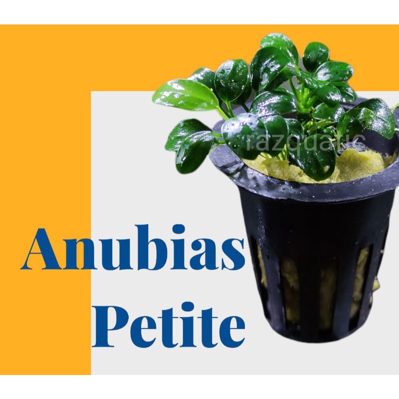 Anubias Petite Mini Clump Tanaman Aquascape