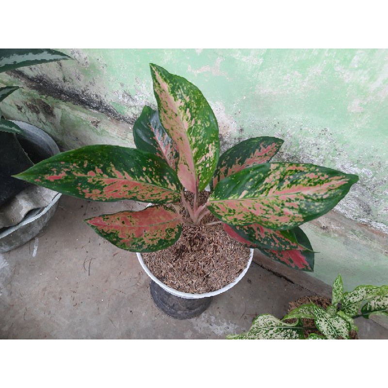 paket 5 aglonema kocin camelon