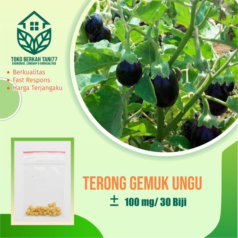 BENIH SAYURAN UNGGUL TERLENGKAP TERJANGKAU BIBIT KUBIS TOMAT SAWI TERONG CABE BUNCIS BAYAM KANGKUNG-Terong gemuk ungu