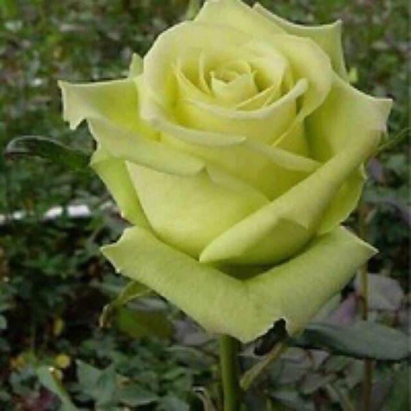 bibit mawar import mawar hijau - mawar jabrig