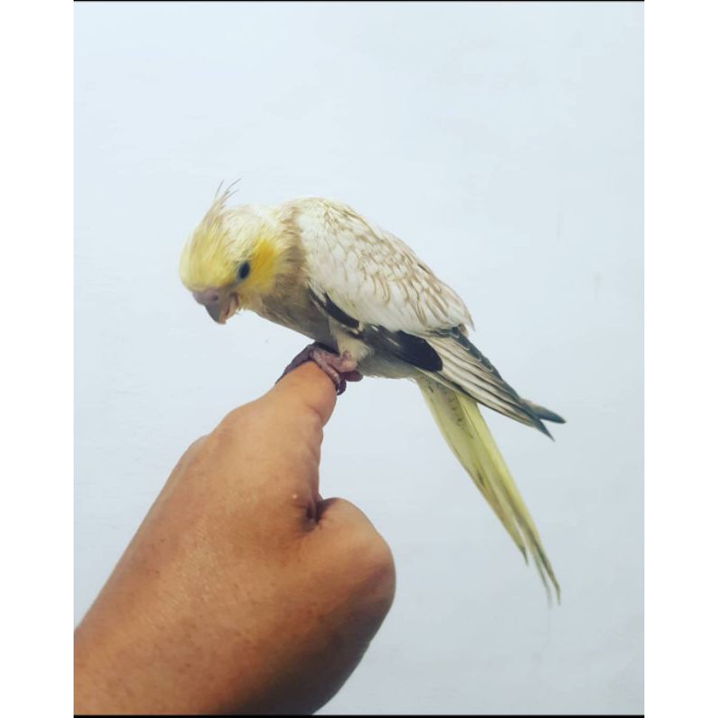burung falk yellow cheek pearl pied cinamon