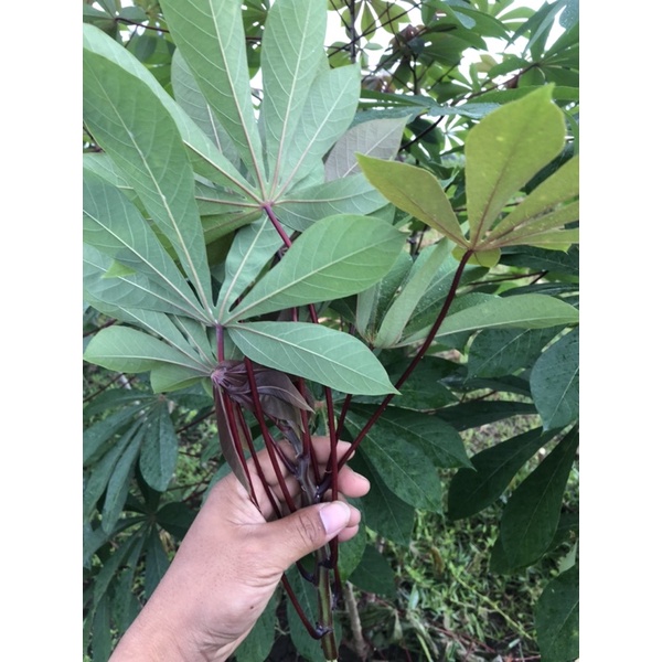 

daun singkong segar 250gram