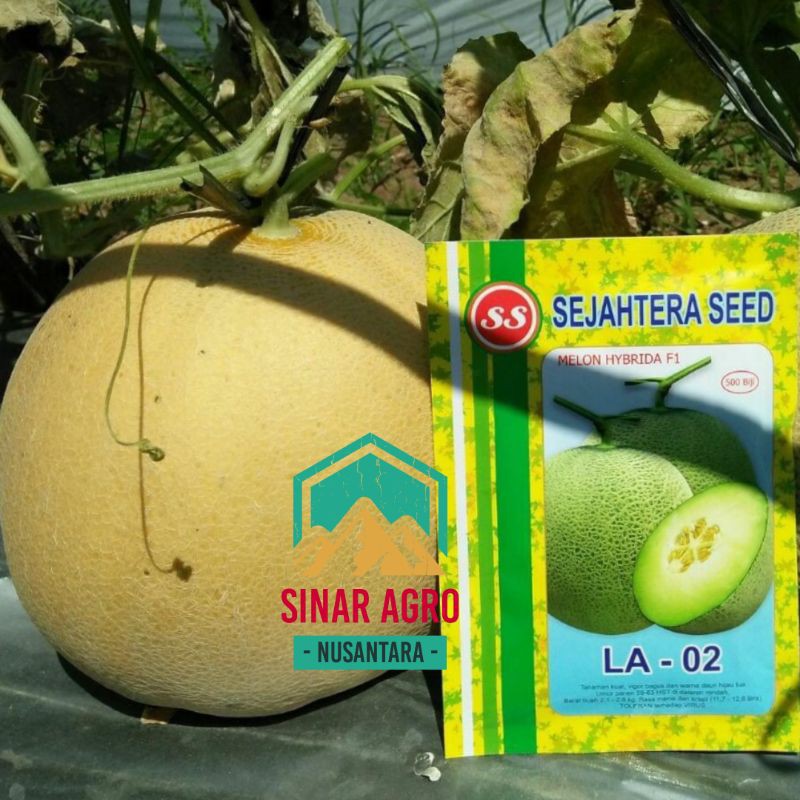 Benih Bibit Melon LA 02 Anti Virus