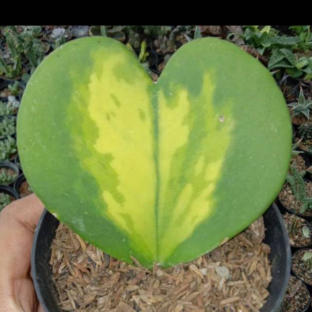 Hoya kerrii variegata