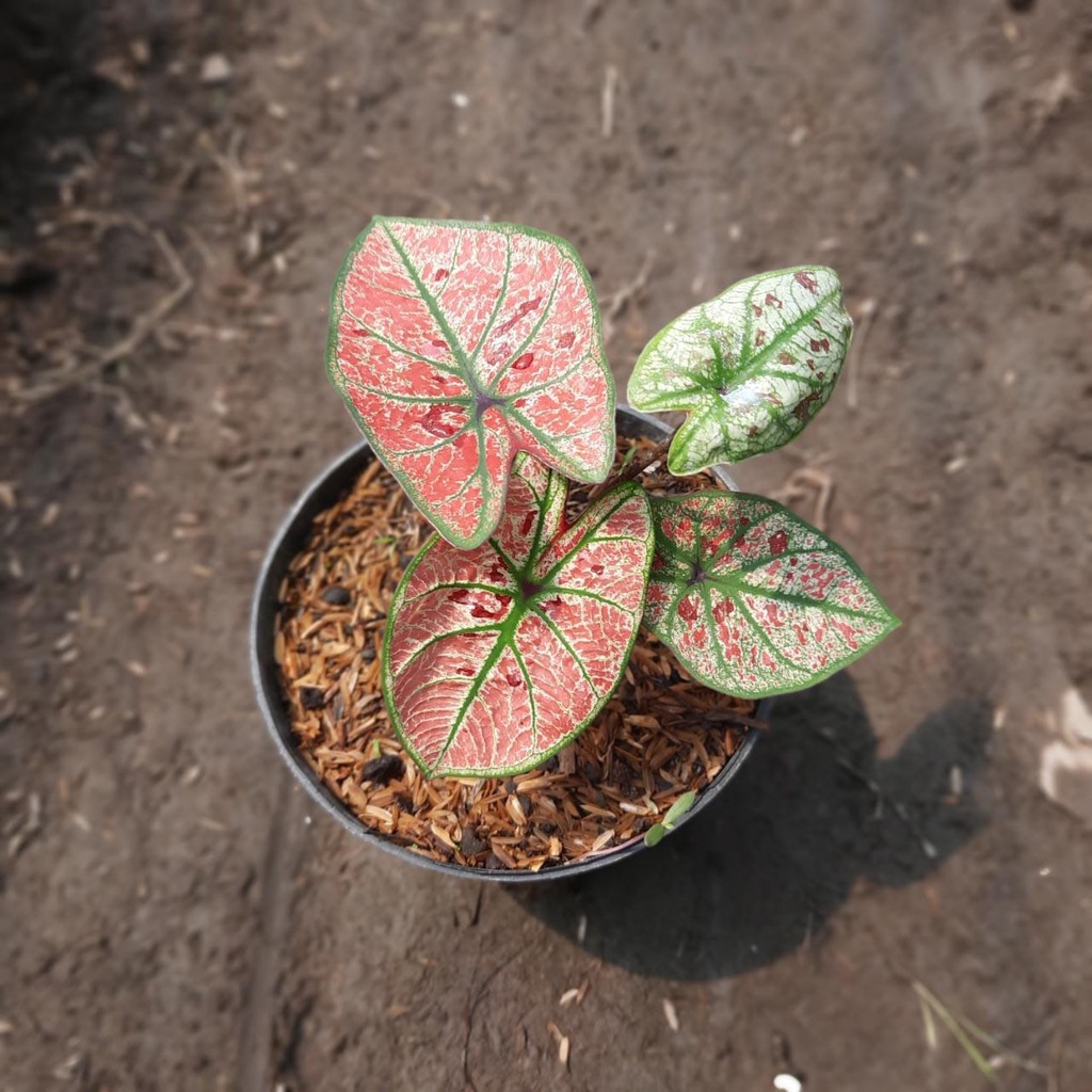 Keladi Wonderland Tanaman Hias Hidup Bibit Bunga Caladium Wonderland Murah Bukan Bonggol