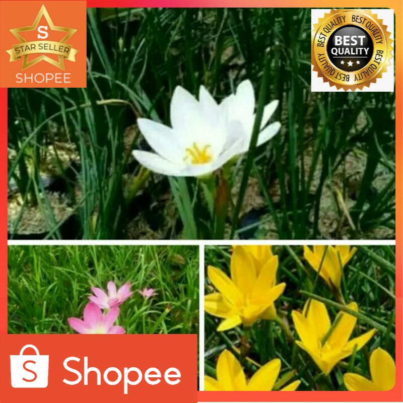 Paket 3 Tanaman hias lili hujan