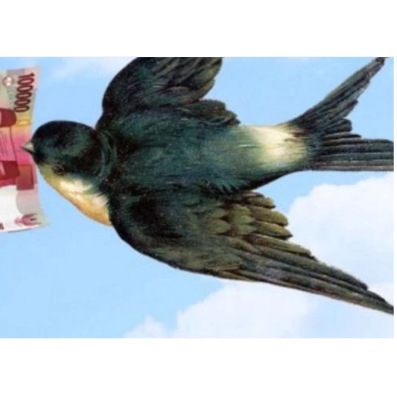 Suara Panggil Burung Walet Luar Cepat Datang Lagu Walet Super Unik RESPON Mantab