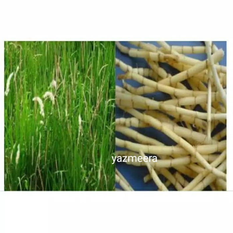 

Akar alang alang segar 100gram