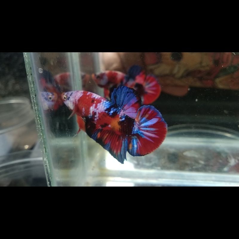 

Cupang Koi Multicolor