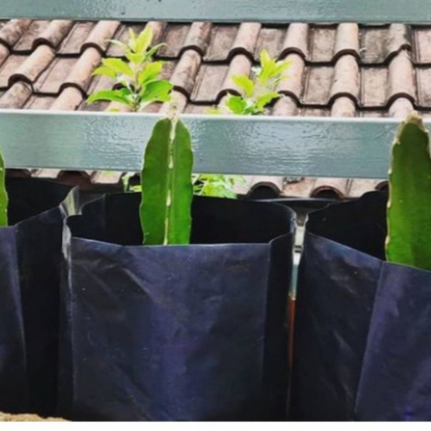 Terlaris jual bibit tanaman buah naga super red manis besar merah hobi berkebun