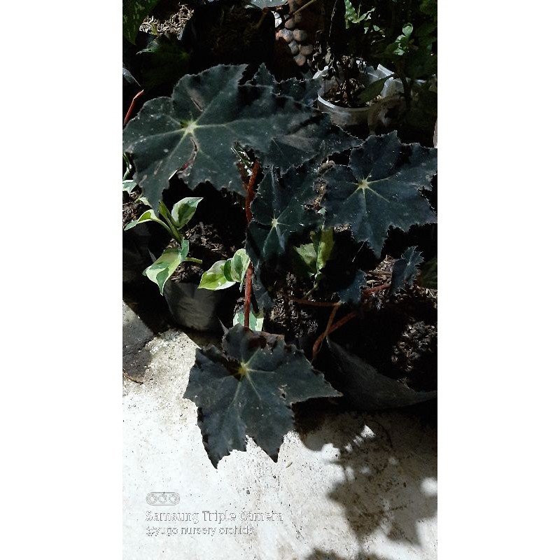 begonia black velvet