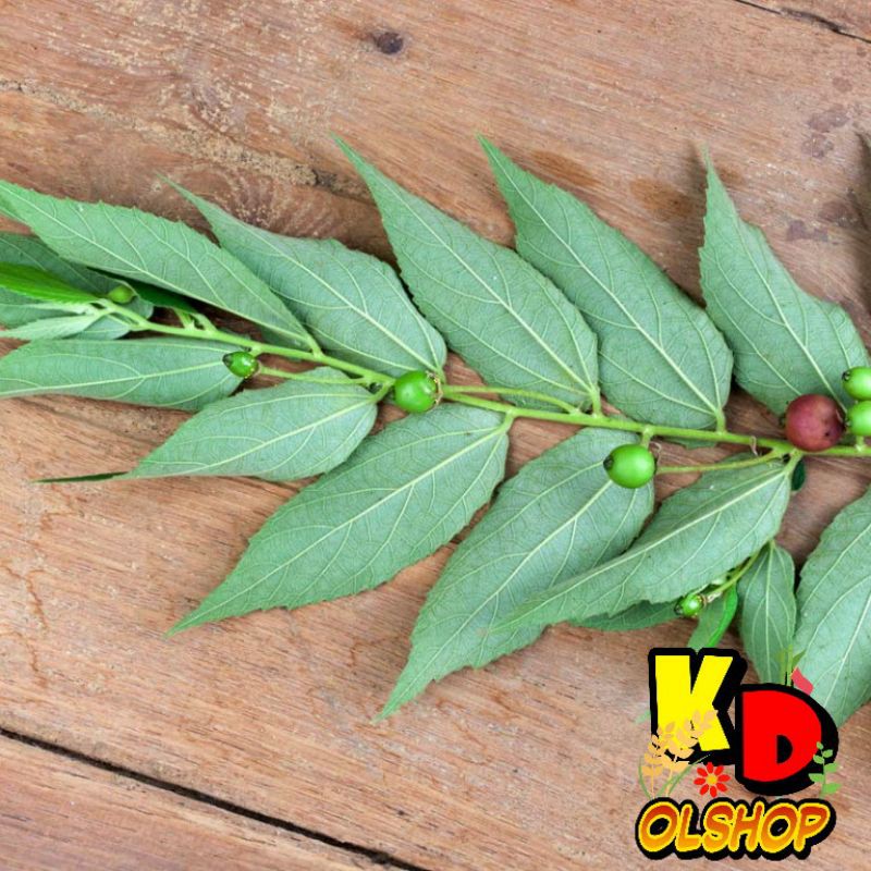 

Daun Kersen/Kersem/Talok Ceri 200 gram untuk Kesehatan dan Kecantikan