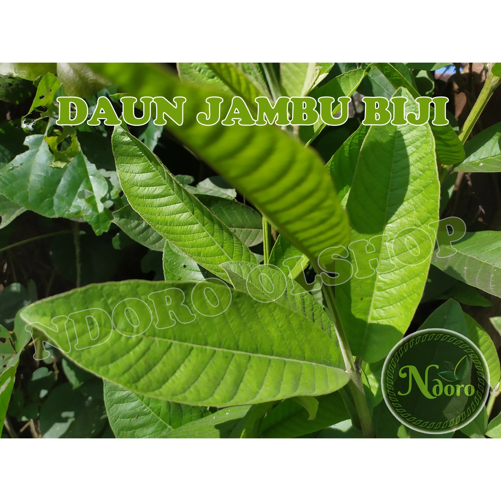 

DAUN JAMBU BIJI SEGAR, PETIK ORDER