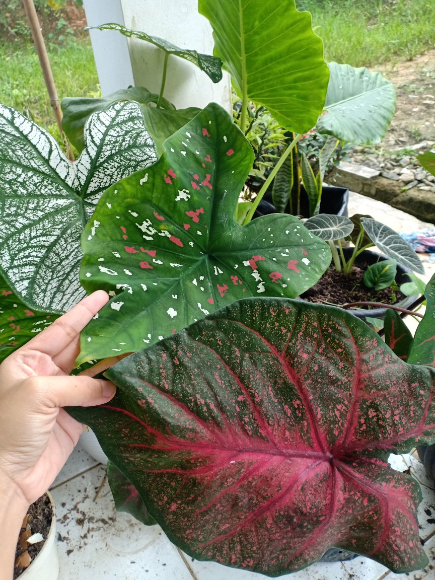 Tanaman Hias - Bibit Bunga Chriptantus Red