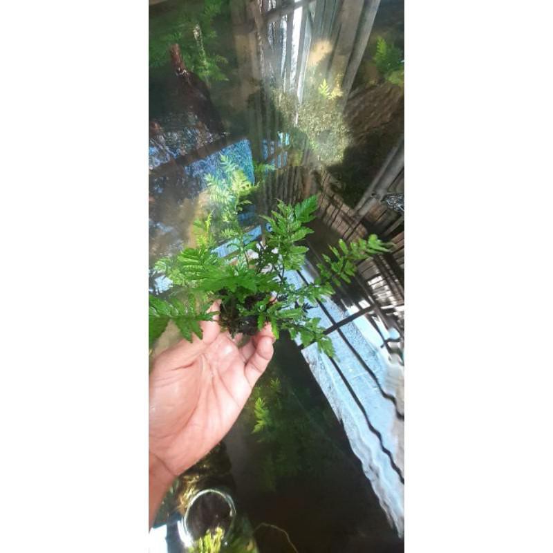 Tanaman aquascape pakis darat media wabikusa