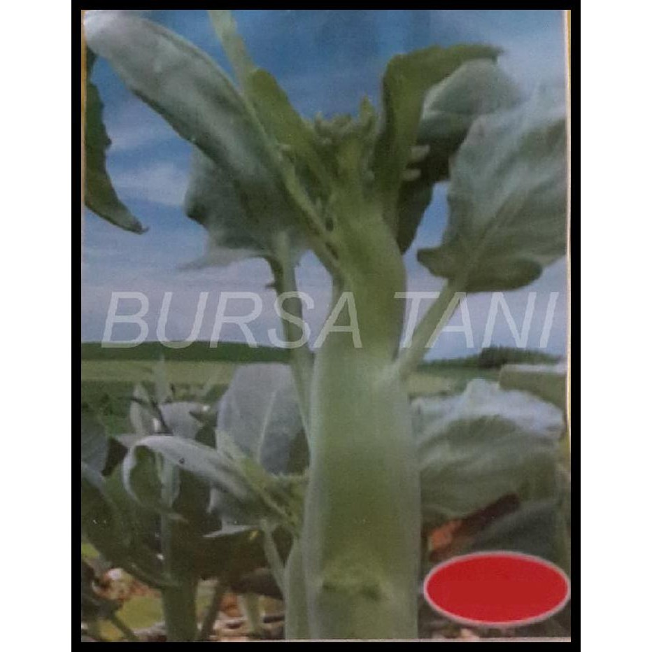Benih Kaelan / Kailan Batang Besar (Import)