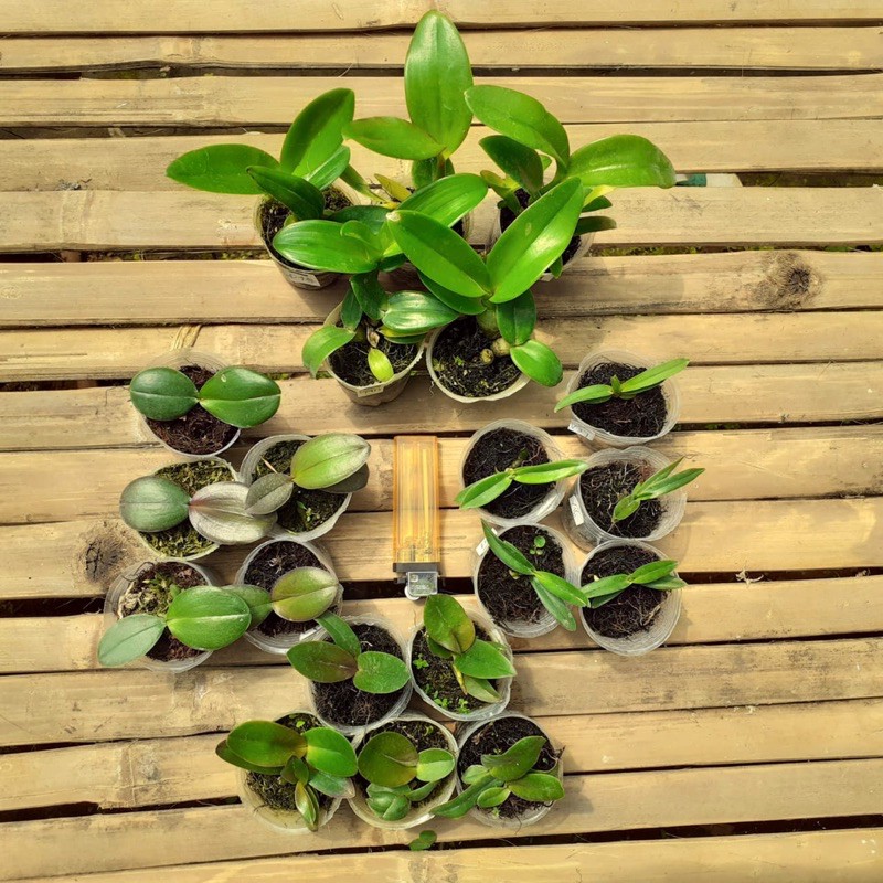 Seedling Bibit Anggrek Bulan Vanda Cattleya Dendrobium (PROMO)