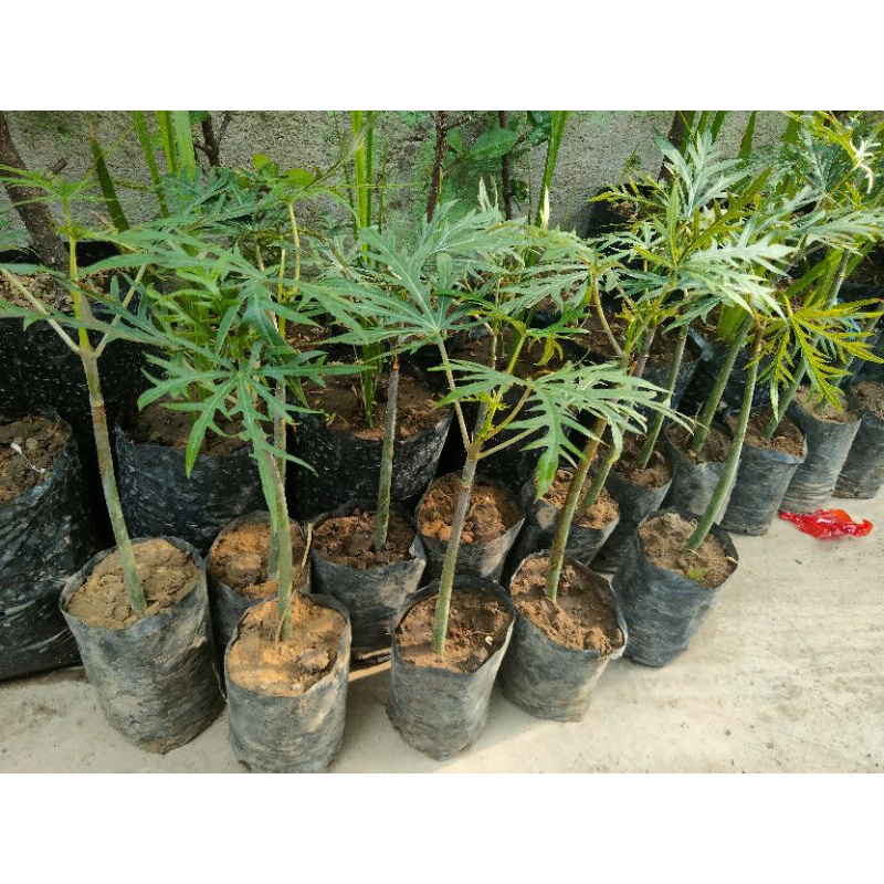 tanaman herbal yodium