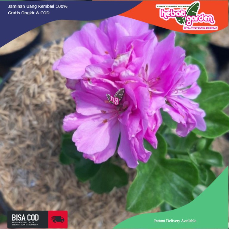 Geranium Bunga Ungu - Calliope Geranium Lavender Light