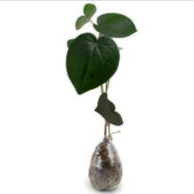 Tanaman hias Daun sirih hitam