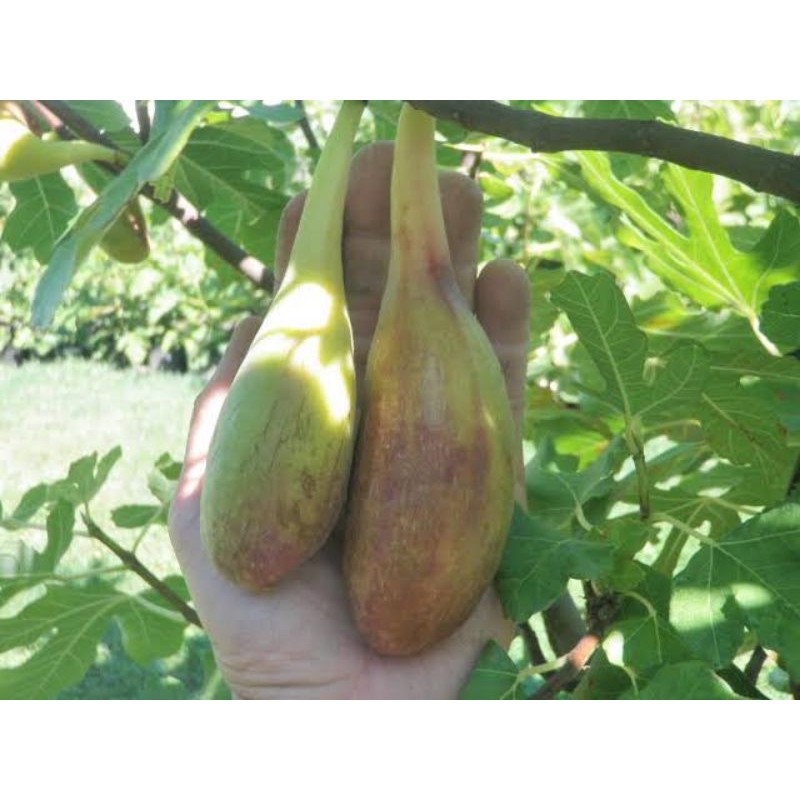 bibit tin jenis LDA - bibit pohon tin jumbo lonjong unggul