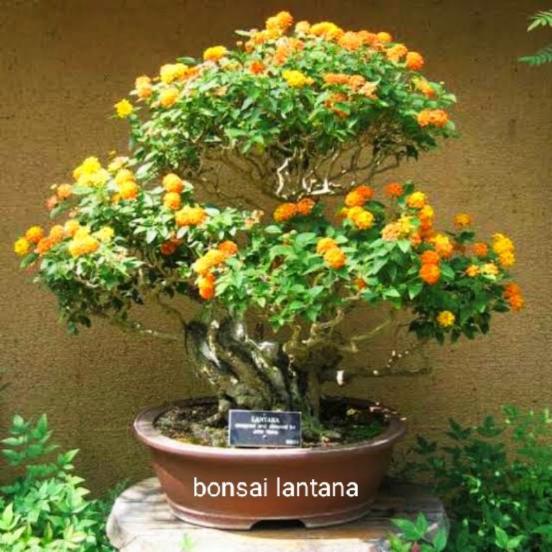 bibit cutting stek bunga lantana ORANGE bunga telekan bunga tembelek setek steck