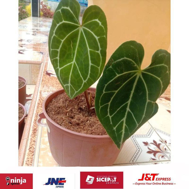 Tanaman hias kuping gajah-tanaman hias-kuping gajah