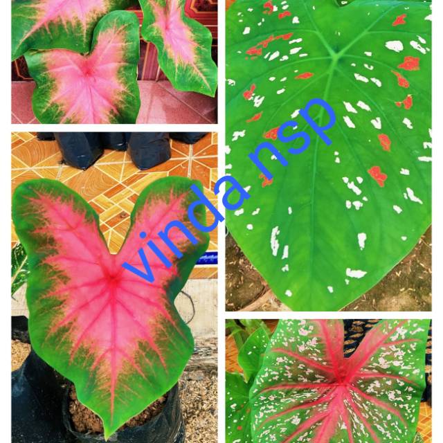 Umbi keladi 1kg isi 20 sampai 28 umbi campur