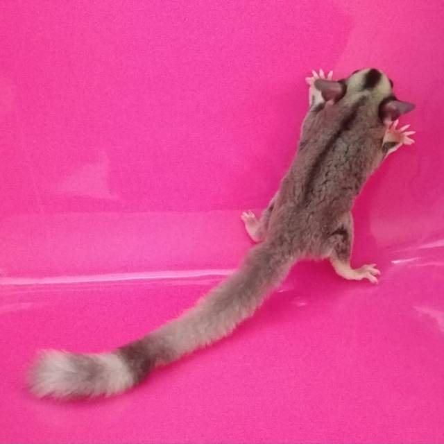 Sugar Glider Mozaik Ringtail