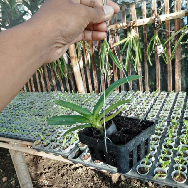 Rynchostylis Gigantea