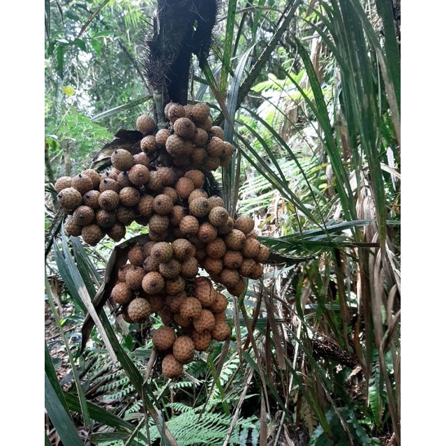 

buah rotan segar 250 gr