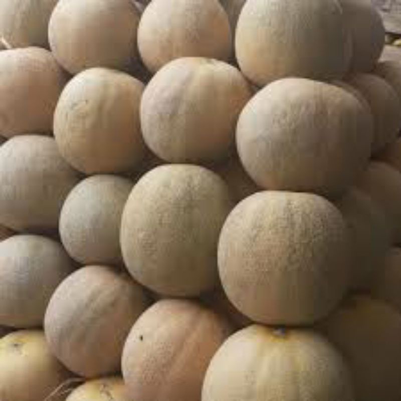 

MELON MANIS / MELON MADU _ -+1,5kg