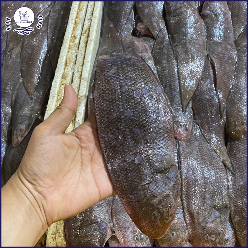 

Ikan Sebelah Segar 1kg