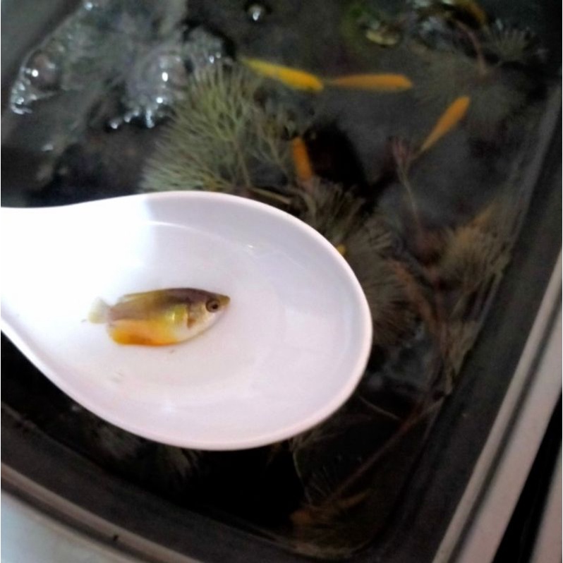 ikan hias sepat kuning