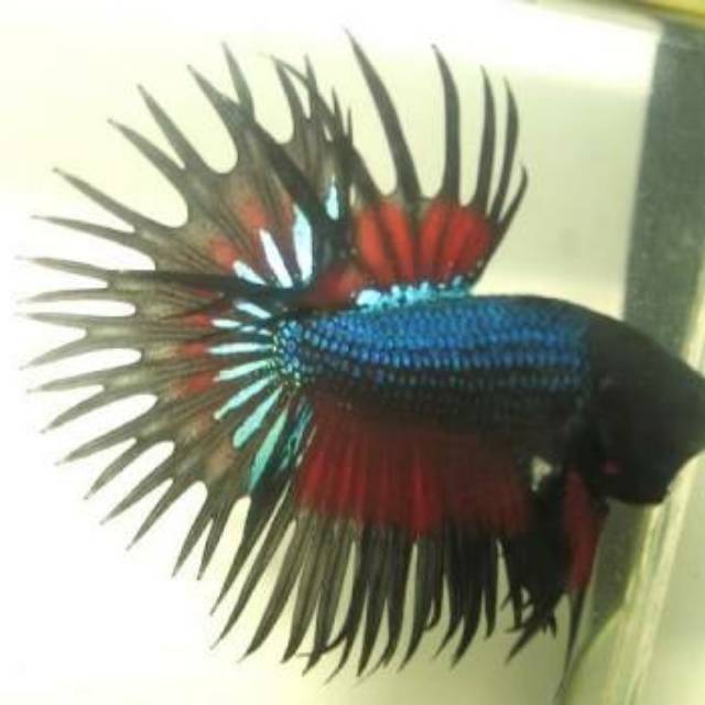 Cupang hias size M -  M+ jantan Serit crowntail ct kombinasi murah