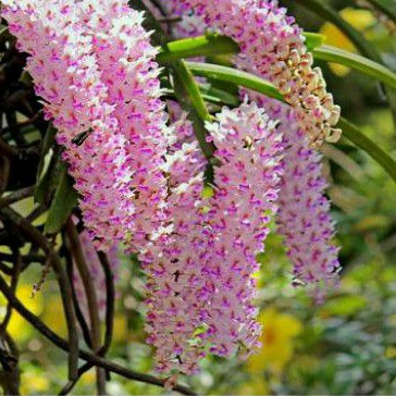 Bunga anggrek Retusa ekor tupai