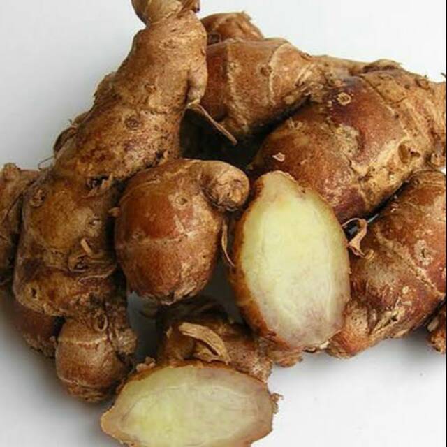

Kencur rempah bumbu dapur obat herbal