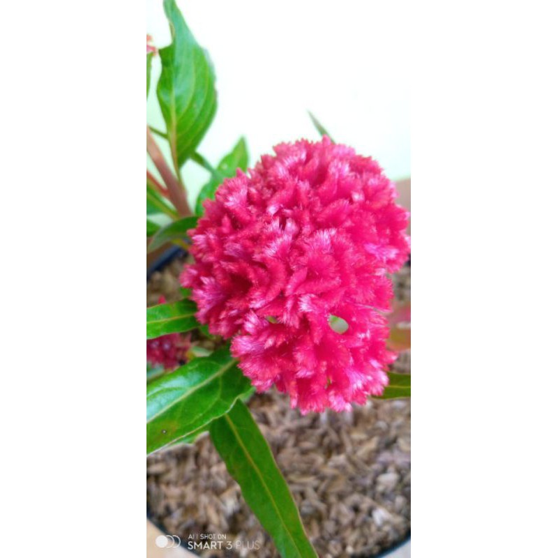 TANAMAN HIAS JENGGER AYAM