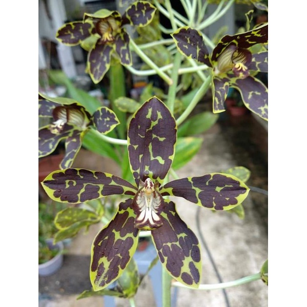 Grammatophyllum Widarakandang dewasa
