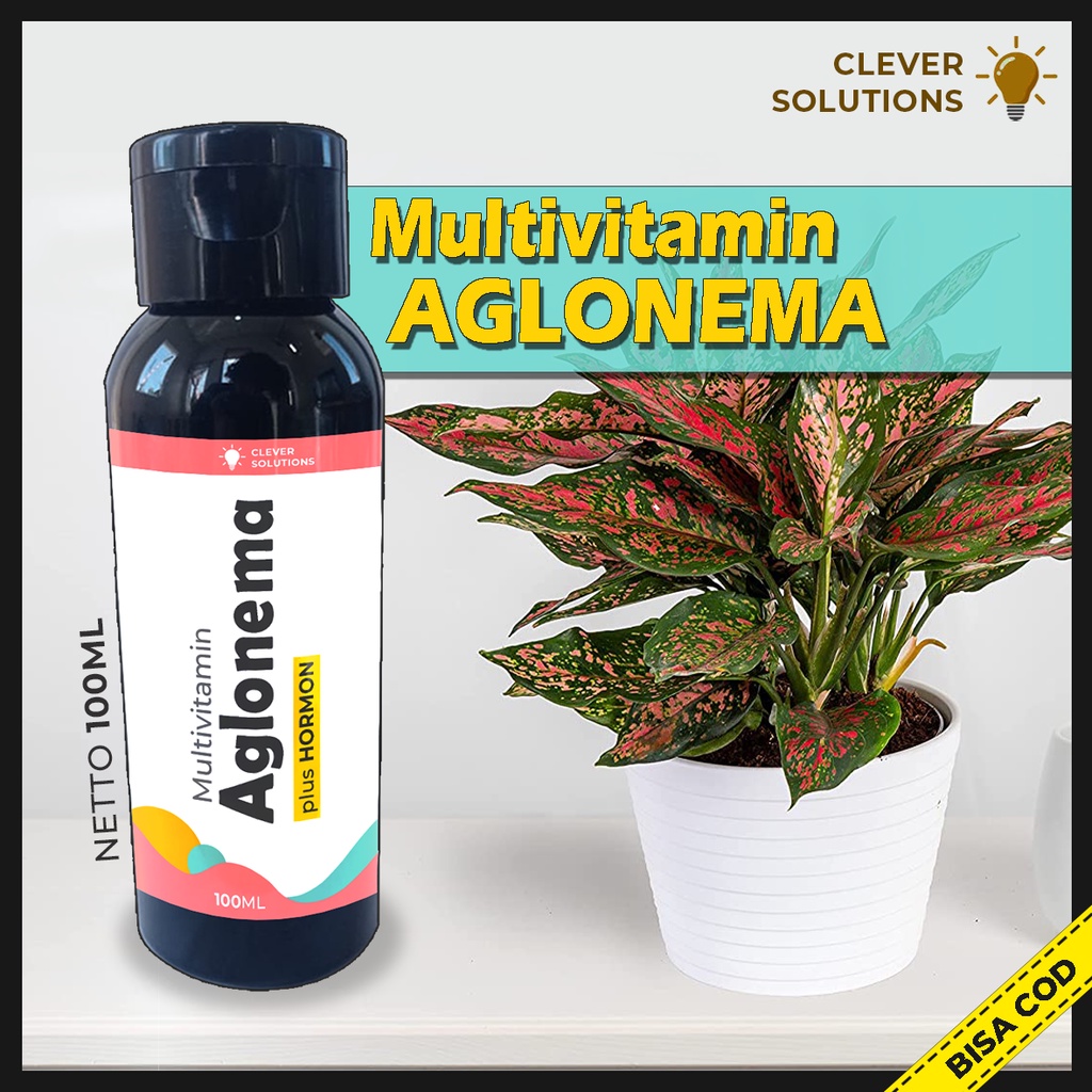 Pupuk Agolnema Multivitamin Aglonema Penggemuk dan Penumbuh Tunas Aglonema Pigmentasi Warna Aglonema