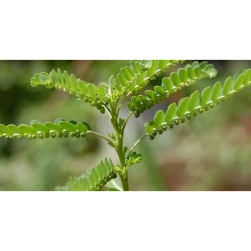 

daun meniran segar organik 200 gram