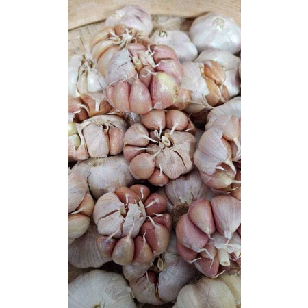 

Bawang Putih Murah 1kg