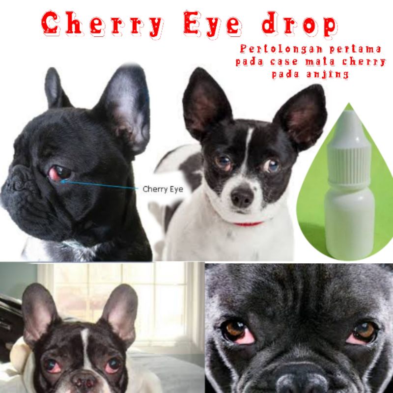 Jual Cherry Eye Pet Eye Drop Tetes Mata Cherry Eye Prolapsed Eye Anjing Kucing Indonesia Shopee Indonesia