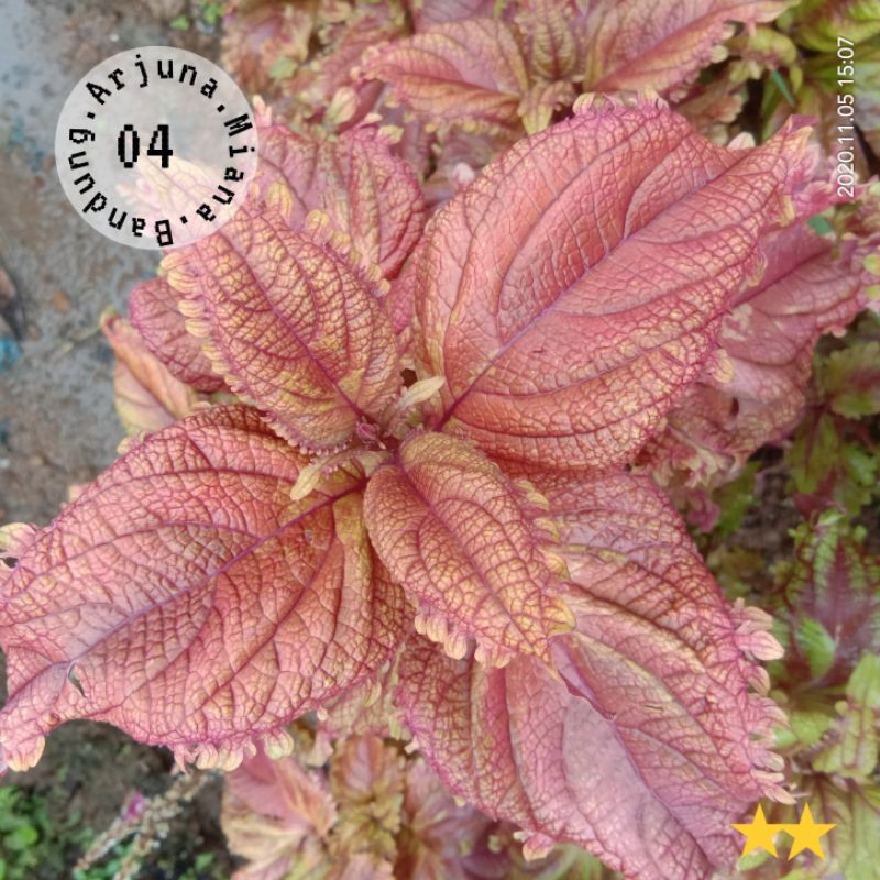 Miana kode 04 /Arjuna Miana Bandung