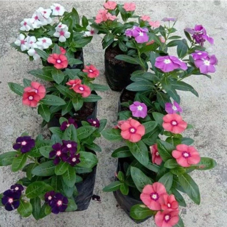 Tanaman Hias Bunga Vinca Hybrid (Toko Bunga Murah Bandung).