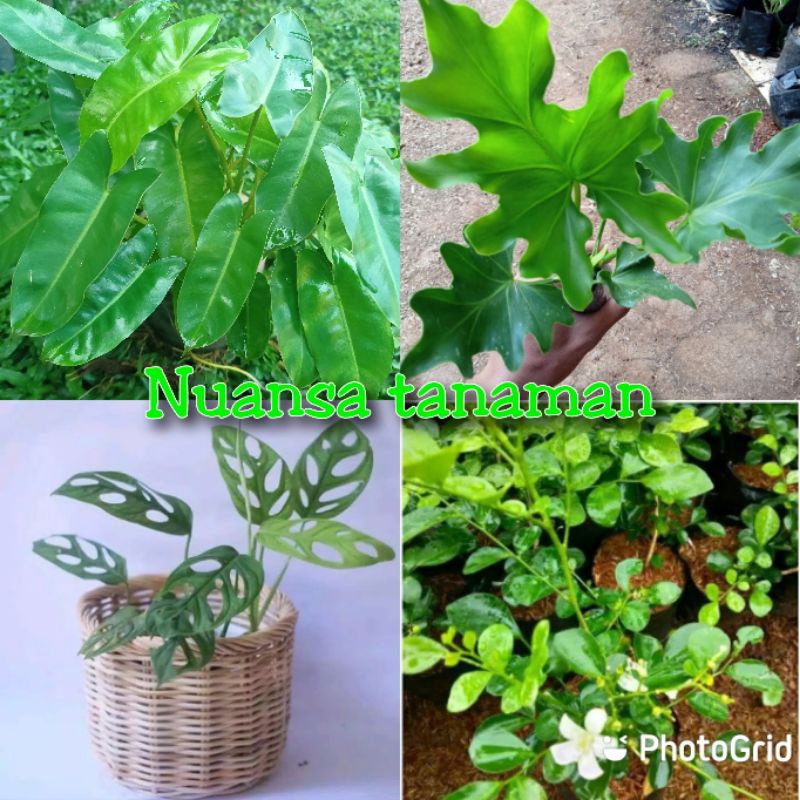 Paket 4 Tanaman Hias - Tanaman hias - Tanaman indoor