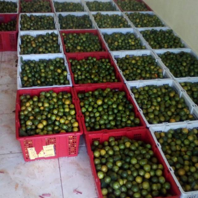 

Jeruk Sonkit atau Jeruk Kasturi