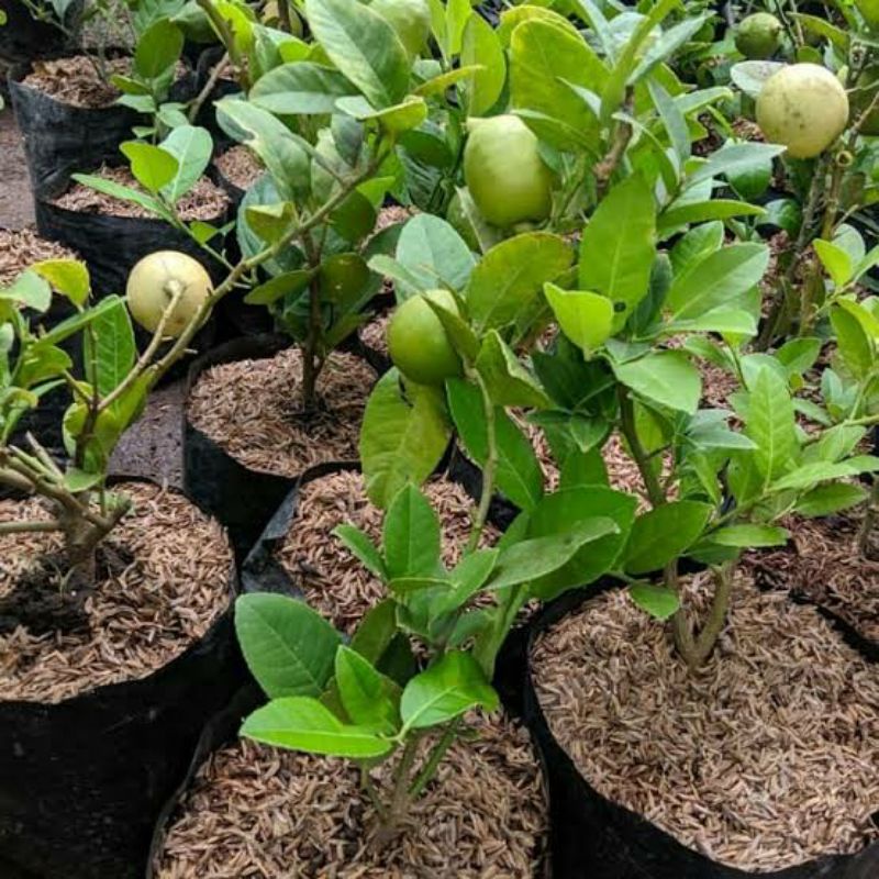Bibit Buah Lemon Sudah berbuah
