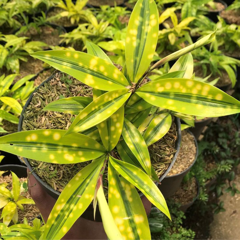 Dracena Bambu Jepang