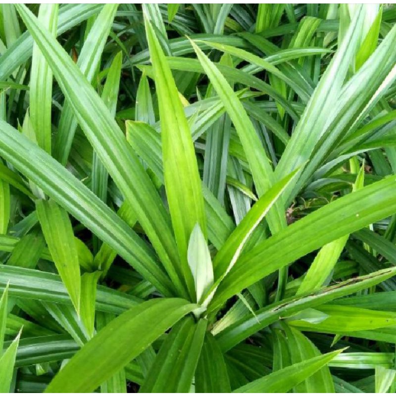 

Daun Pandan per lembar